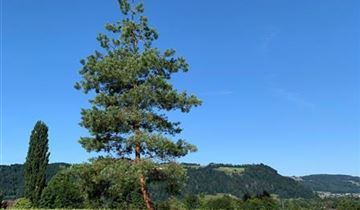 Bildvorschau