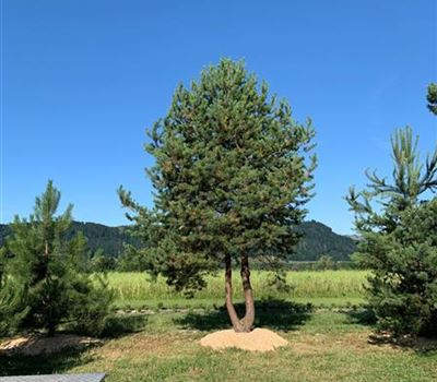 Pinus sylvestris 'Norska' Nr. 114
