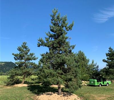 Pinus sylvestris Nr.469