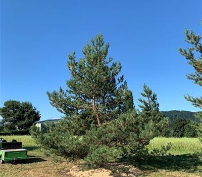 Pinus sylvestris Nr. 403