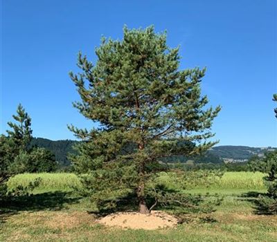 Pinus sylvestris Nr. 340