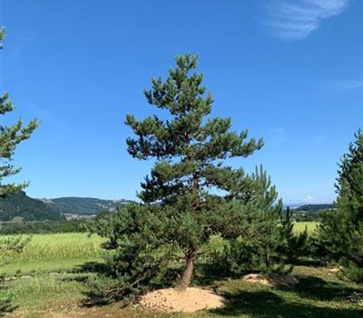 Pinus sylvestris Nr. 371