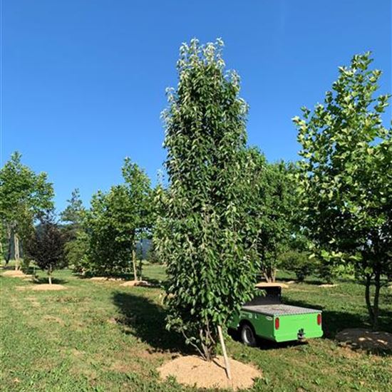 Malus tschonoskii Solitär Malus tschonoskii Solitär