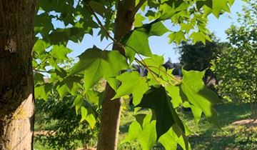 Zum Vergrößern klicken Bildvorschau