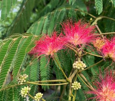 Albizia julibrissin 'Ombrella' Albizia julibrissin 'Ombrella'