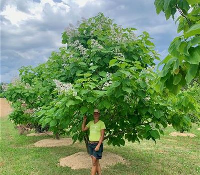 Catalpa bignonioides Nr. 384