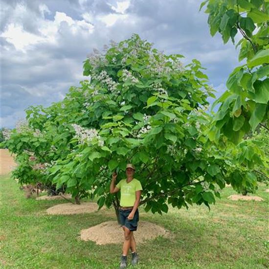 Catalpa bignonioides Solitär Catalpa bignonioides Solitär