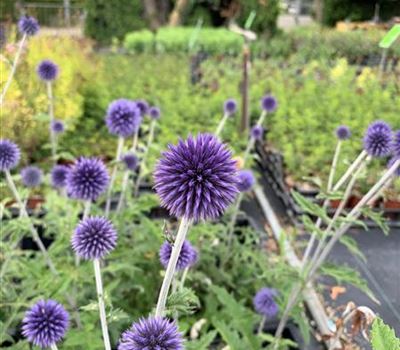 Echinops ritro 'Veitch's Blue' Echinops ritro 'Veitch's Blue'