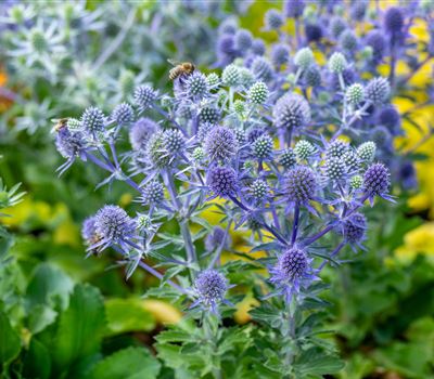 Eryngium planum 'Blue Hobbit'