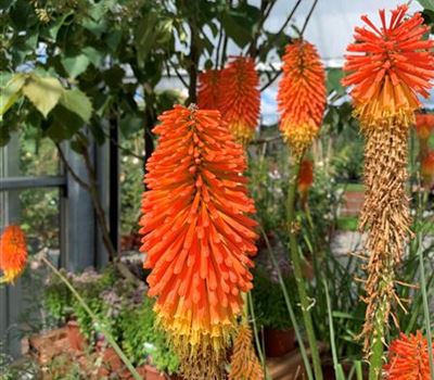 Kniphofia uvaria 'Nobilis' Kniphofia uvaria 'Nobilis'