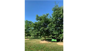 Gartenpflanzen Daepp