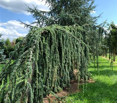 Cedrus libani 'Glauca Pendula' Nr.147 Cedrus libani 'Glauca Pendula' Nr.147