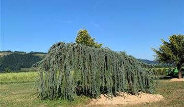 Bildvorschau