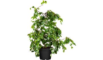 Gartenpflanzen Daepp