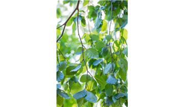 Gartenpflanzen Daepp