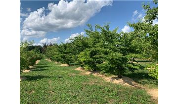 Gartenpflanzen Daepp