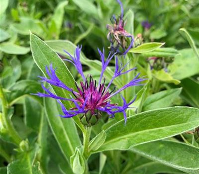 Centaurea montana 'Grandiflora'