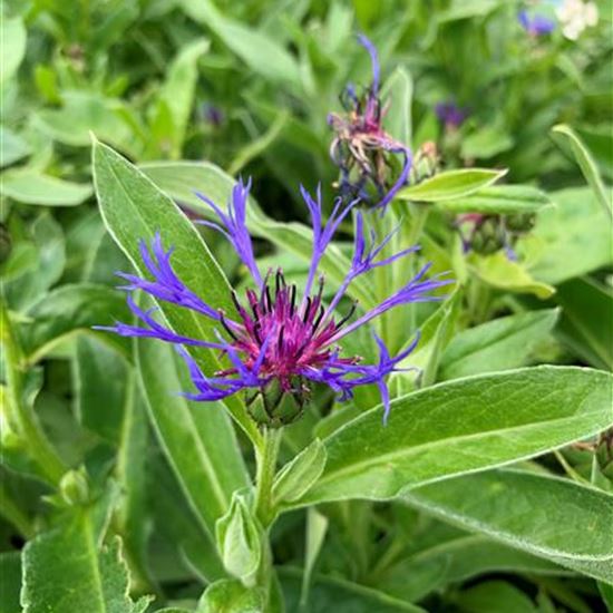 Centaurea montana 'Grandiflora' Centaurea montana 'Grandiflora'
