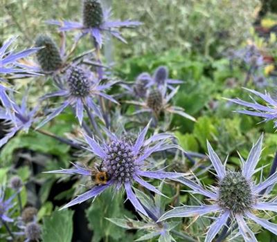 Eryngium zabelii (x) 'Jos Eijking'