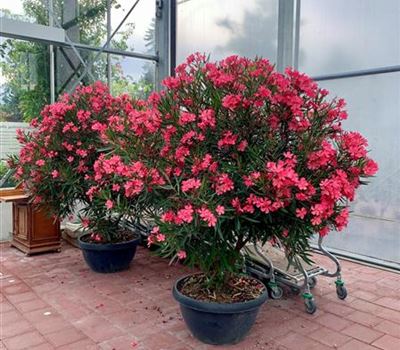 Nerium oleander 'Rojo Red'