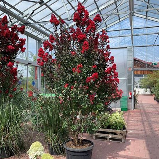 Lagerstroemia indica 'Dynamite' 