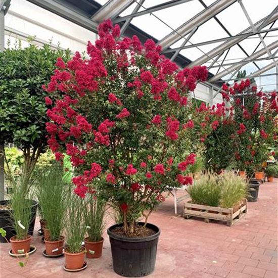 Lagerstroemia indica 'Best Red'