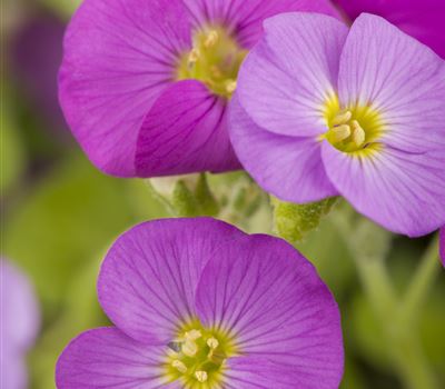 Aubrieta 'Florado Rose Red'