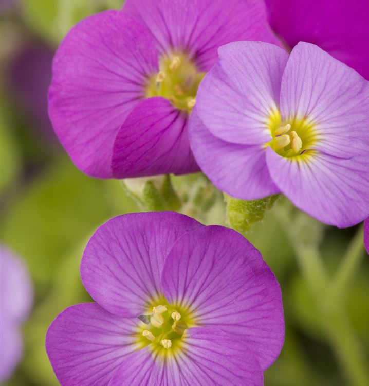 Blaukissen 'Florado Rose Red'
