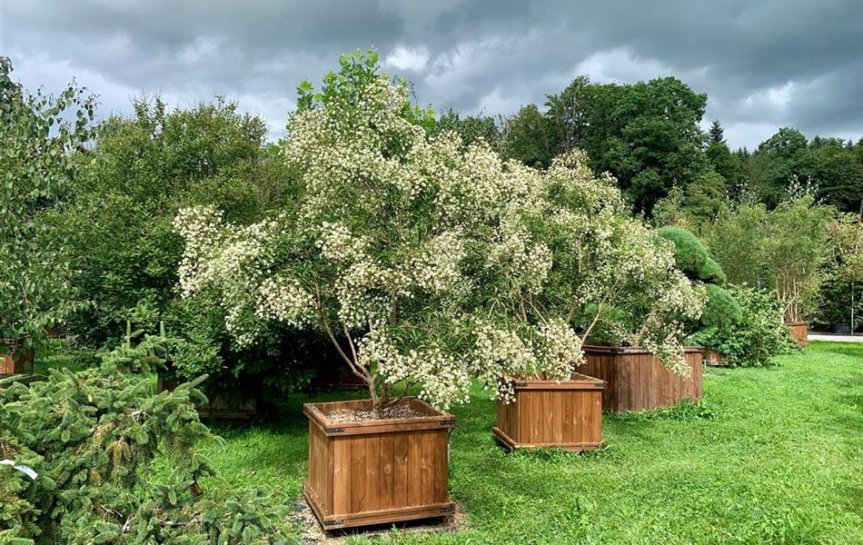 Heptacodium miconioides Solitär Heptacodium miconioides Solitär