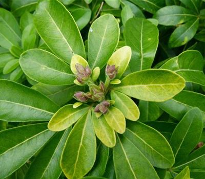 Choisya ternata Choisya ternata