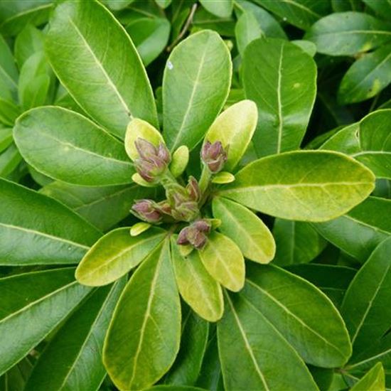 Choisya ternata Choisya ternata