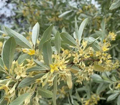 Elaeagnus angustifolia Elaeagnus angustifolia