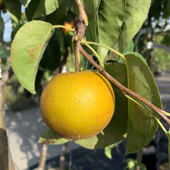 Pyrus pyrifolia 'Chojuro'