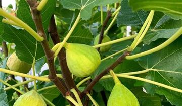 Zum Vergrößern klicken Bildvorschau