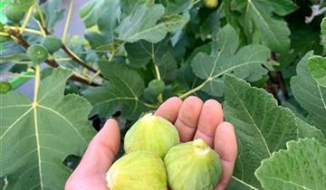 Zum Vergrößern klicken Bildvorschau