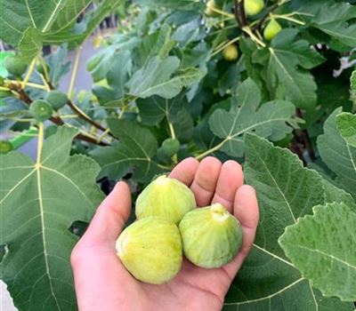 Ficus carica 'Daepp's Grüne Süsse' Ficus carica 'Daepp's Grüne Süsse'
