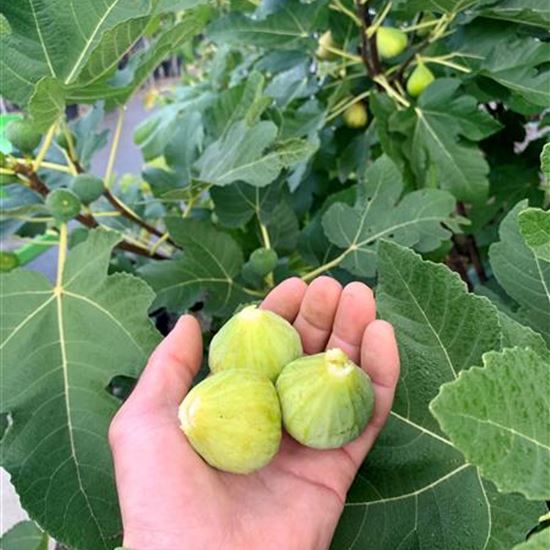 Ficus carica 'Daepp's Grüne Süsse' Ficus carica 'Daepp's Grüne Süsse'
