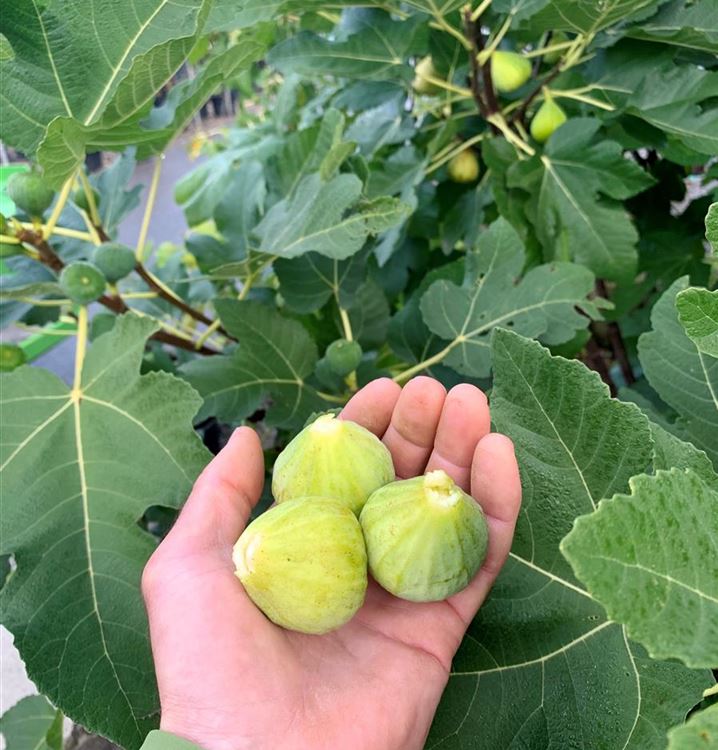 Feigenbaum Feigenbaum