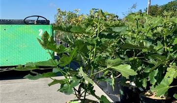 Zum Vergrößern klicken Bildvorschau