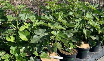 Zum Vergrößern klicken Bildvorschau