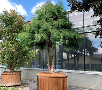 Chamaecyparis pisifera 'Filifera' Nr. 342 Chamaecyparis pisifera 'Filifera' Nr. 342