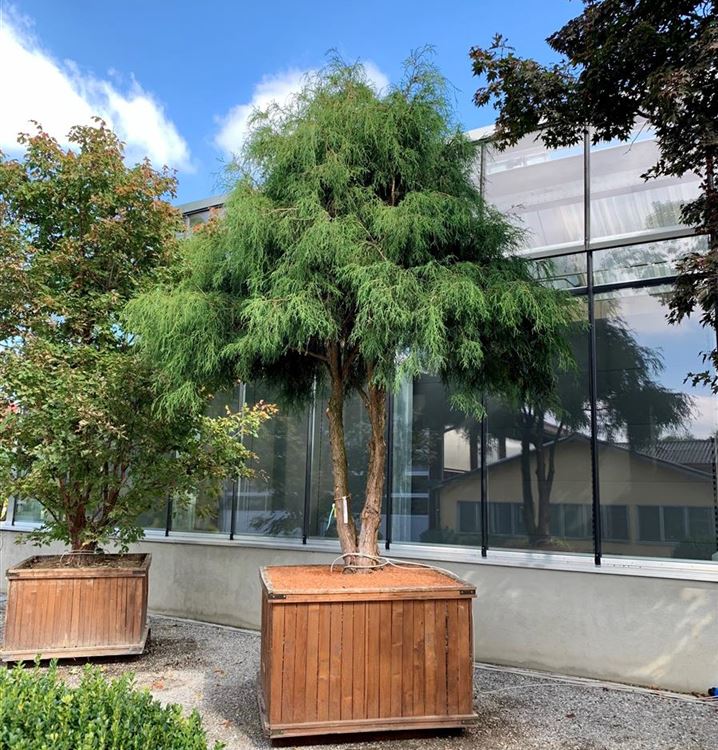 Sawara-Scheinzypresse Sawara-Scheinzypresse