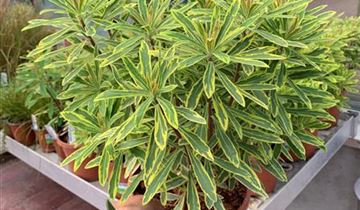 Zum VergrĂ¶ĂŸern klicken Bildvorschau