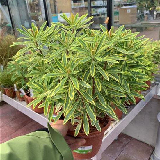 Euphorbia 'Ascot Rainbow' Euphorbia 'Ascot Rainbow'