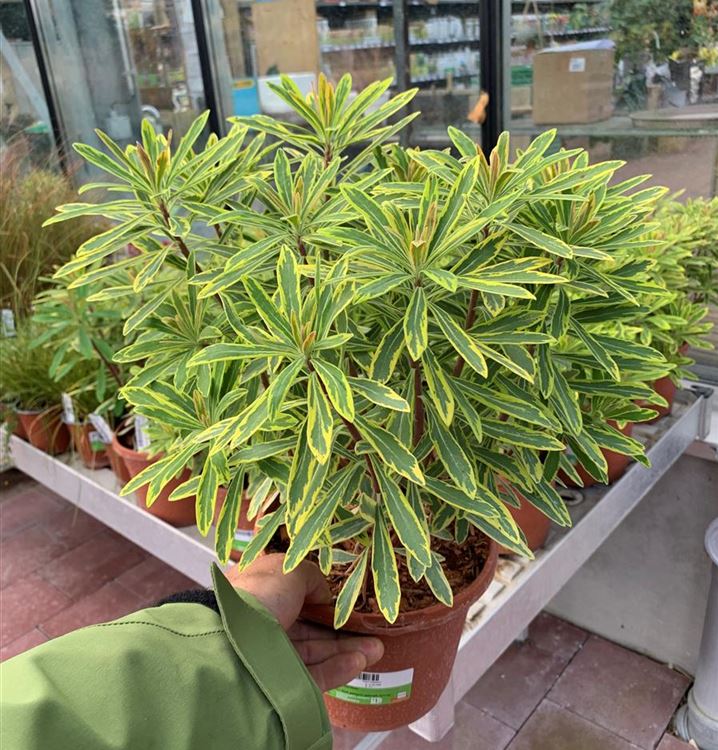 Wolfsmilch Wolfsmilch