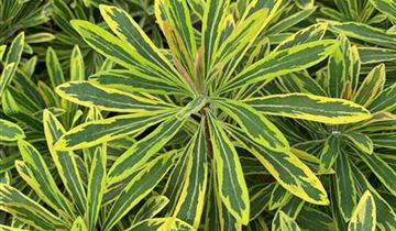 Zum VergrĂ¶ĂŸern klicken Bildvorschau