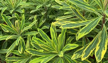 Zum VergrĂ¶ĂŸern klicken Bildvorschau