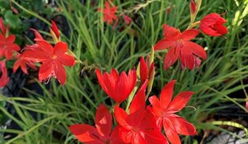 Zum Vergrößern klicken Bildvorschau