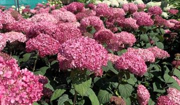 Zum Vergrößern klicken Bildvorschau