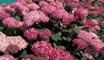 Zum Vergrößern klicken Bildvorschau